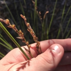 Lepidosperma laterale (Variable Sword Sedge) at Acton, ACT - 30 May 2021 by Tapirlord