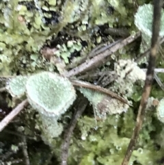 Cladonia sp. (genus) at Acton, ACT - 31 May 2021