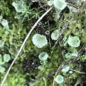 Cladonia sp. (genus) at Acton, ACT - 31 May 2021 09:50 AM
