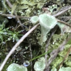Cladonia sp. (genus) at Acton, ACT - 31 May 2021 09:50 AM