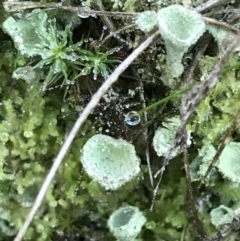 Cladonia sp. (genus) at Acton, ACT - 31 May 2021 09:50 AM