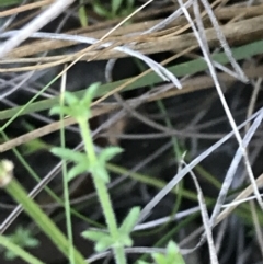 Galium gaudichaudii subsp. gaudichaudii (Rough Bedstraw) at Acton, ACT - 31 May 2021 by Tapirlord