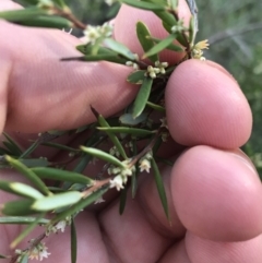 Monotoca scoparia (Broom Heath) at Downer, ACT - 31 May 2021 by Tapirlord