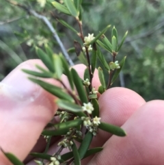 Monotoca scoparia at Downer, ACT - 31 May 2021