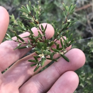 Monotoca scoparia at Downer, ACT - 31 May 2021 10:03 AM