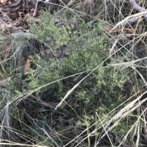 Monotoca scoparia at Downer, ACT - 31 May 2021