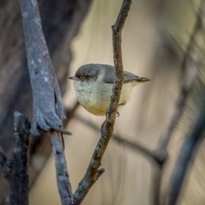 Acanthiza reguloides at Larbert, NSW - 5 Jun 2021