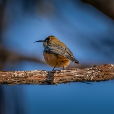 Acanthorhynchus tenuirostris (Eastern Spinebill) at Nadgigomar Nature Reserve - 5 Jun 2021 by trevsci