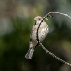 Pachycephala pectoralis (Golden Whistler) at Nadgigomar Nature Reserve - 5 Jun 2021 by trevsci