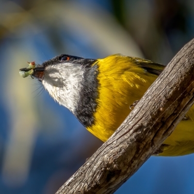 Pachycephala pectoralis (Golden Whistler) at Nadgigomar Nature Reserve - 5 Jun 2021 by trevsci