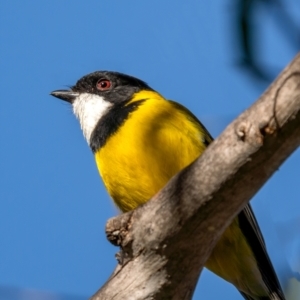 Pachycephala pectoralis at Durran Durra, NSW - 5 Jun 2021