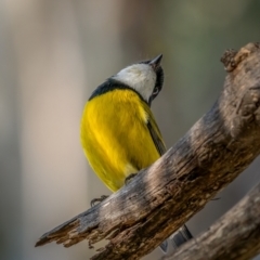 Pachycephala pectoralis at Durran Durra, NSW - 5 Jun 2021