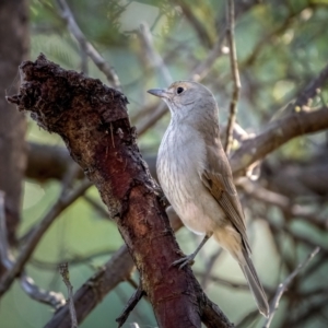 Colluricincla harmonica at Larbert, NSW - 5 Jun 2021 11:03 AM