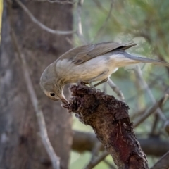 Colluricincla harmonica at Larbert, NSW - 5 Jun 2021 11:03 AM