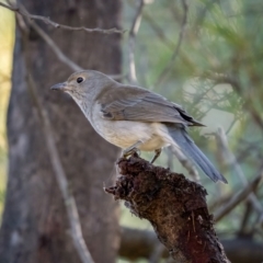 Colluricincla harmonica at Larbert, NSW - 5 Jun 2021 11:03 AM