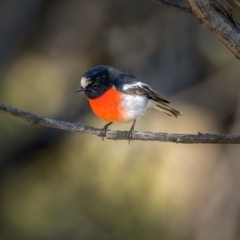 Petroica boodang at Larbert, NSW - 5 Jun 2021 11:23 AM