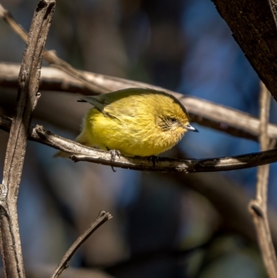 Acanthiza nana (Yellow Thornbill) at Larbert, NSW - 5 Jun 2021 by trevsci