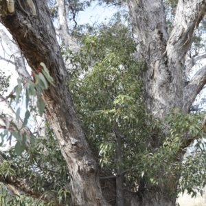 Brachychiton populneus subsp. populneus at Theodore, ACT - 28 Apr 2021