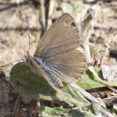 Zizina otis (Common Grass-Blue) at Tuggeranong Hill - 28 Apr 2021 by AlisonMilton