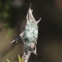Unverified Spider at Theodore, ACT - 28 Apr 2021 by AlisonMilton
