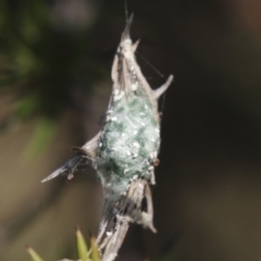 Unidentified Spider (Araneae) at Tuggeranong Hill - 28 Apr 2021 by AlisonMilton