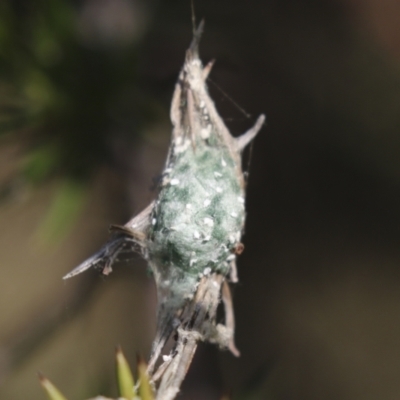 Unidentified Spider (Araneae) at Tuggeranong Hill - 28 Apr 2021 by AlisonMilton