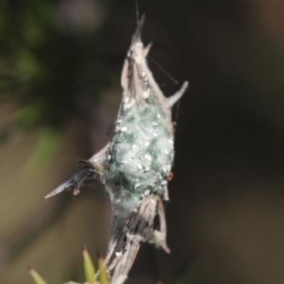 Unverified Spider at Theodore, ACT - 28 Apr 2021 by AlisonMilton