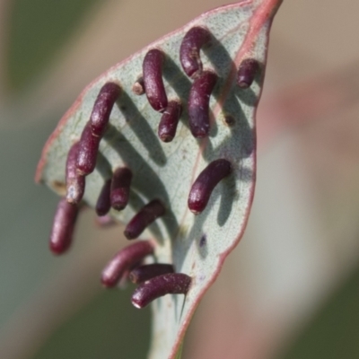 Apiomorpha sp. (genus) (A gall forming scale) at Tuggeranong Hill - 28 Apr 2021 by AlisonMilton