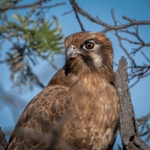 Falco berigora at Currawang, NSW - 6 Jun 2021