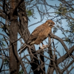 Falco berigora at Currawang, NSW - 6 Jun 2021