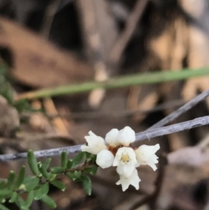 Cryptandra amara at Downer, ACT - 31 May 2021 10:07 AM