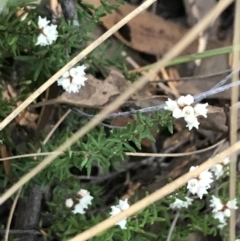 Cryptandra amara at Downer, ACT - 31 May 2021