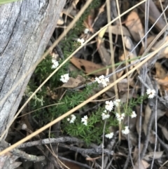 Cryptandra amara at Downer, ACT - 31 May 2021 10:07 AM