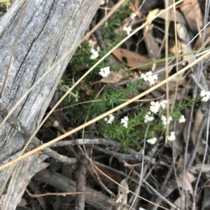 Cryptandra amara at Downer, ACT - 31 May 2021 10:07 AM