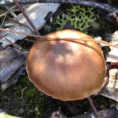 zz agaric (stem; gills not white/cream) at Downer, ACT - 31 May 2021 by Tapirlord