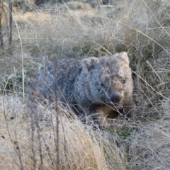 Vombatus ursinus (Bare-nosed Wombat) at Coree, ACT - 8 Jun 2021 by davidcunninghamwildlife