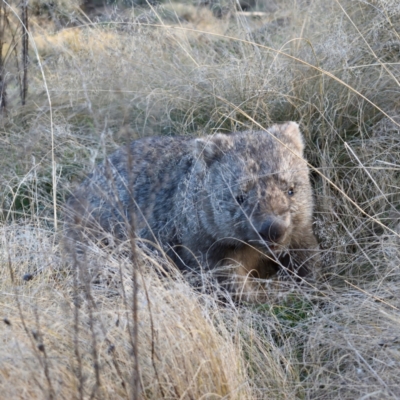 Vombatus ursinus (Common wombat, Bare-nosed Wombat) at Woodstock Nature Reserve - 8 Jun 2021 by davidcunninghamwildlife