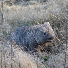 Vombatus ursinus at Coree, ACT - 8 Jun 2021