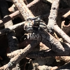 Jotus auripes (Jumping spider) at Downer, ACT - 31 May 2021 by Tapirlord