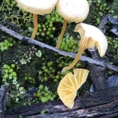 Lichenomphalia chromacea (Yellow Navel) at Downer, ACT - 31 May 2021 by Tapirlord