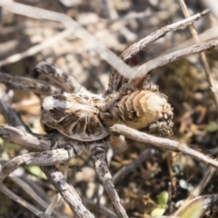 Tasmanicosa godeffroyi (Garden Wolf Spider) at Tuggeranong Hill - 28 Apr 2021 by AlisonMilton