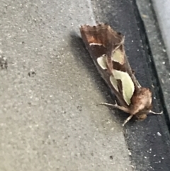 Cosmodes elegans (Green Blotched Moth) at Phillip, ACT - 2 Jun 2021 by Tapirlord