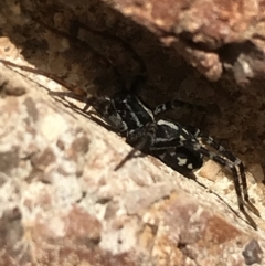 Nyssus coloripes (Spotted Ground Swift Spider) at Lyneham, ACT - 7 Jun 2021 by Tapirlord