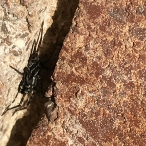 Nyssus coloripes at Lyneham, ACT - suppressed