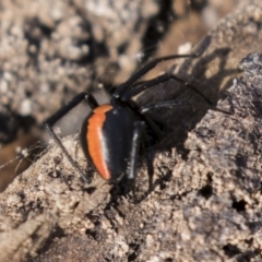 Latrodectus hasselti (Redback Spider) at Theodore, ACT - 28 Apr 2021 by AlisonMilton