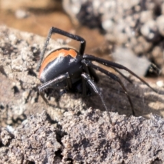 Latrodectus hasselti at Theodore, ACT - 28 Apr 2021