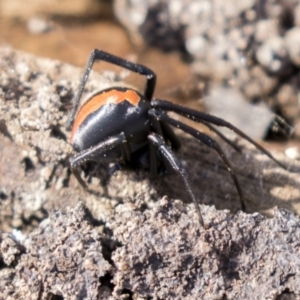 Latrodectus hasselti at Theodore, ACT - 28 Apr 2021