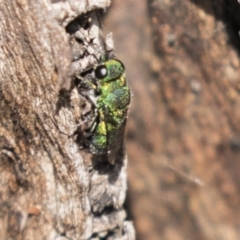 Chrysididae (family) (Cuckoo wasp or Emerald wasp) at Tuggeranong Hill - 28 Apr 2021 by AlisonMilton