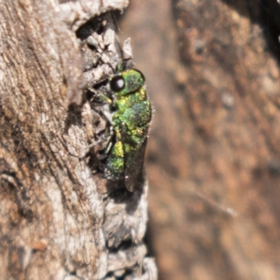 Chrysididae (family) (Cuckoo wasp or Emerald wasp) at Tuggeranong Hill - 28 Apr 2021 by AlisonMilton