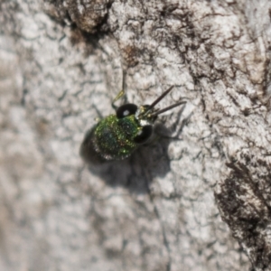 Chrysididae (family) at Theodore, ACT - 28 Apr 2021